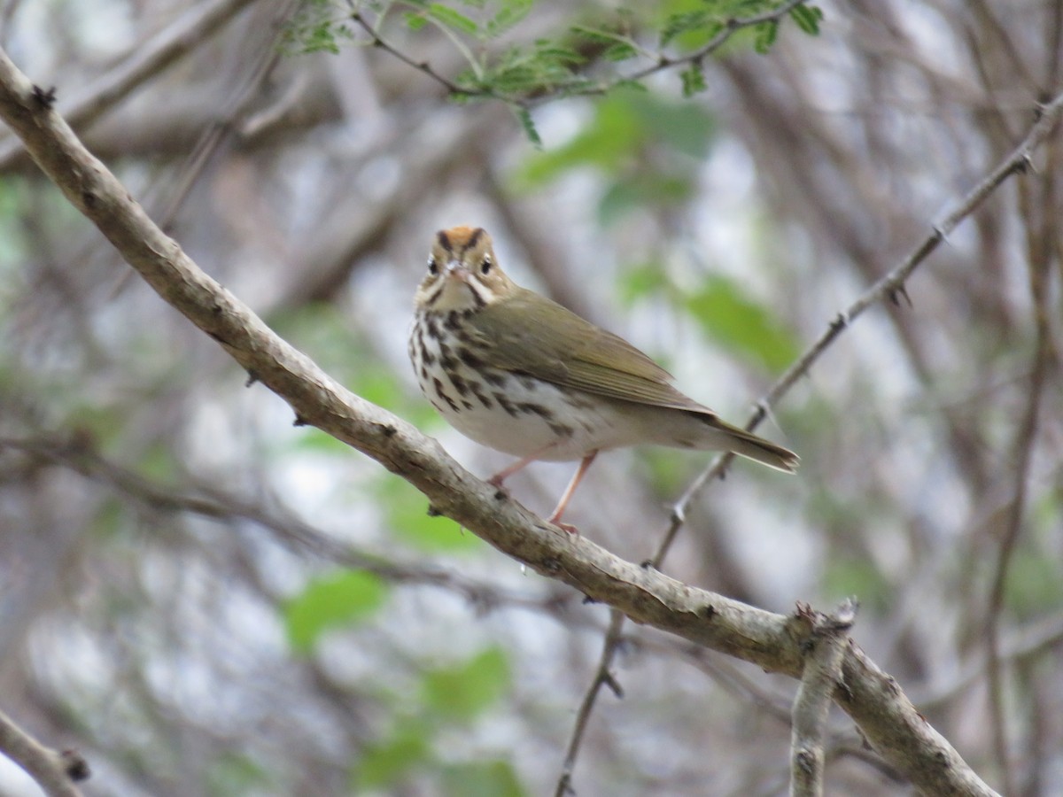 Ovenbird - Matthias van Dijk