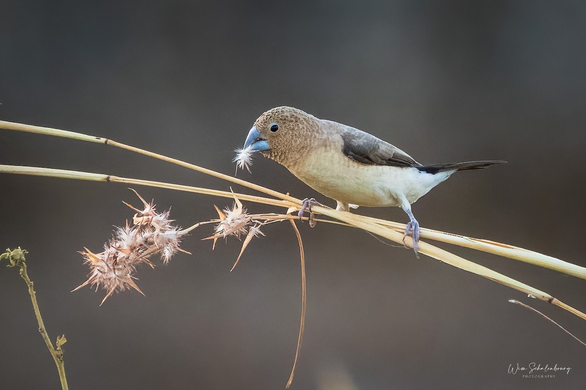 African Silverbill - ML391407531