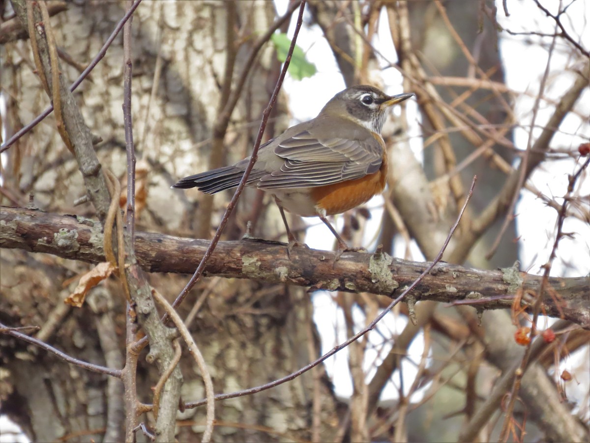 American Robin - ML391407841