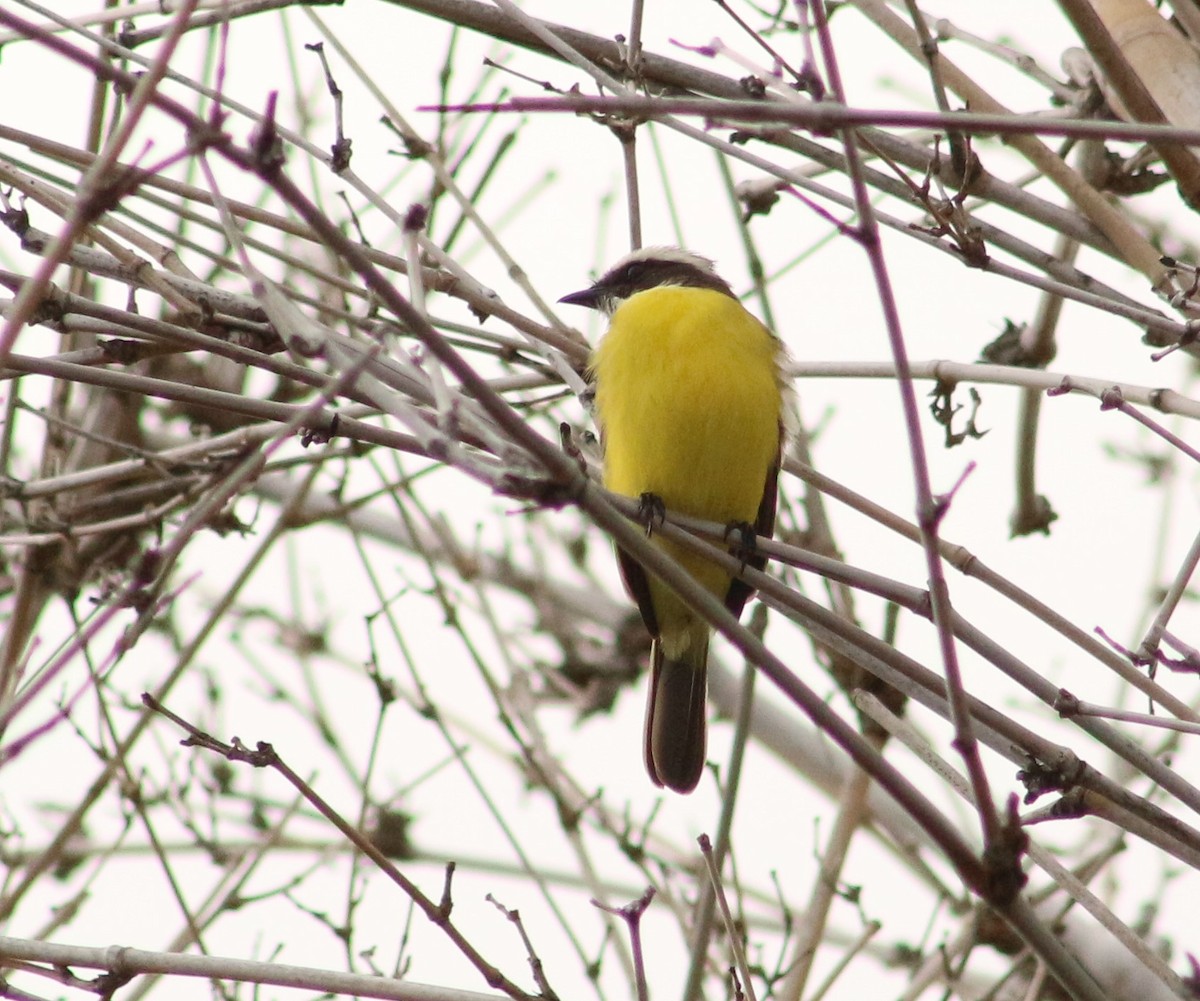 Social Flycatcher - ML391408391