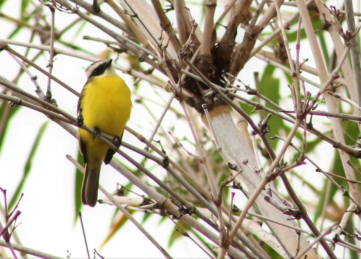 Social Flycatcher - ML391408441