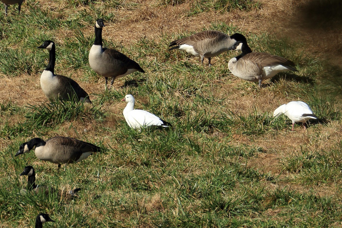 Ross's Goose - ML391408591