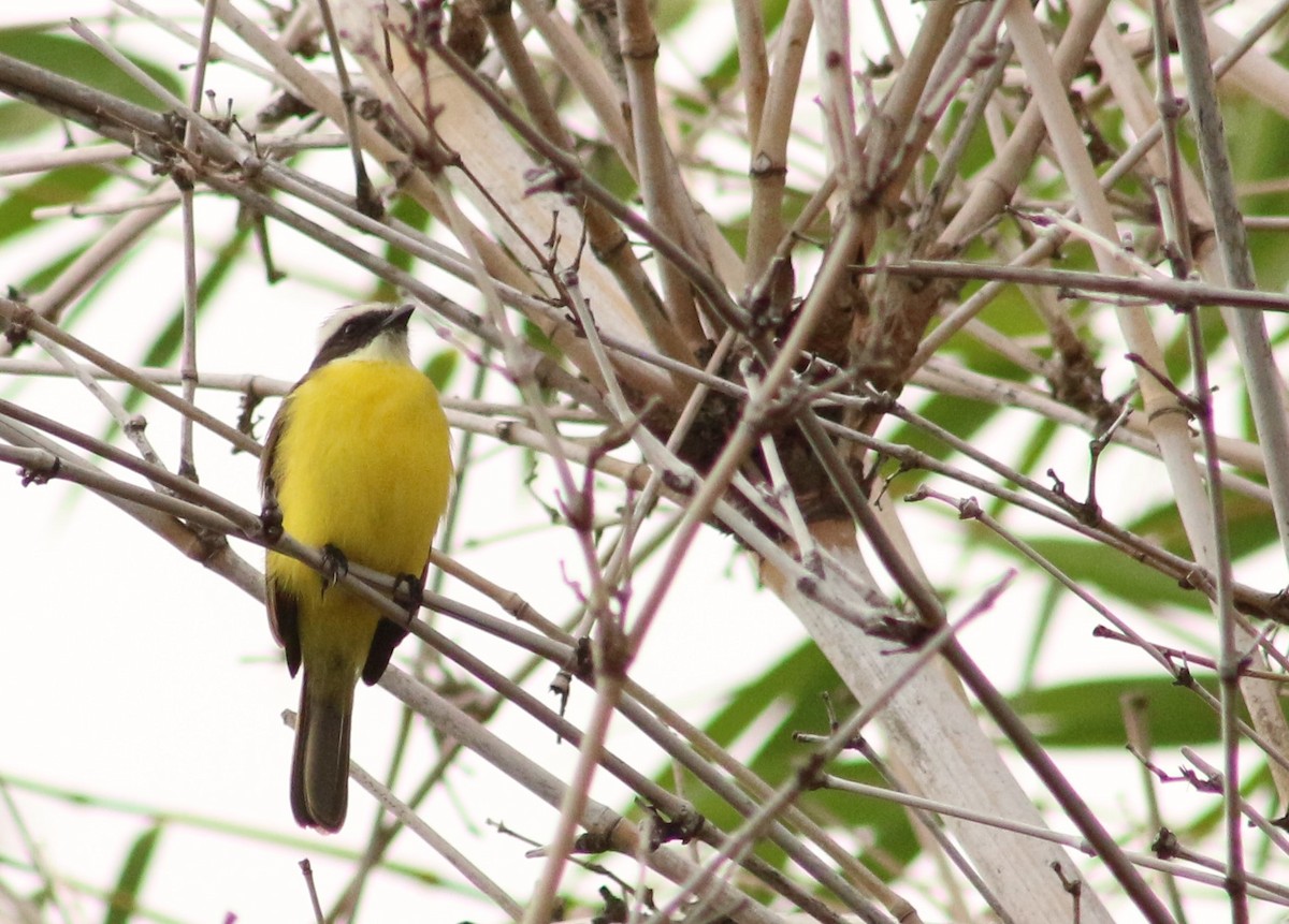 Social Flycatcher - ML391408641