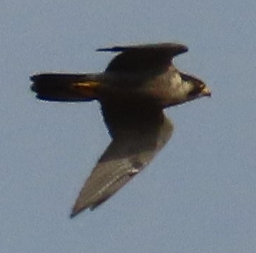 Eurasian Hobby - ML391411581