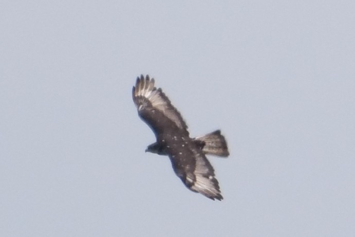 African Hawk-Eagle - ML391415691