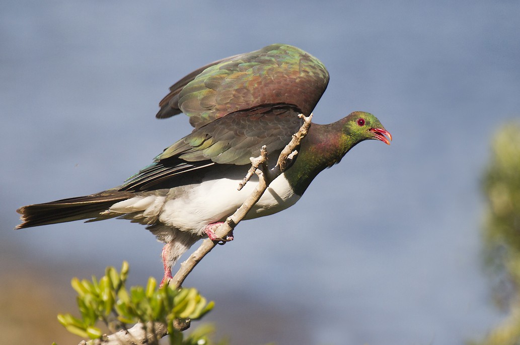 New Zealand Pigeon - ML391416811