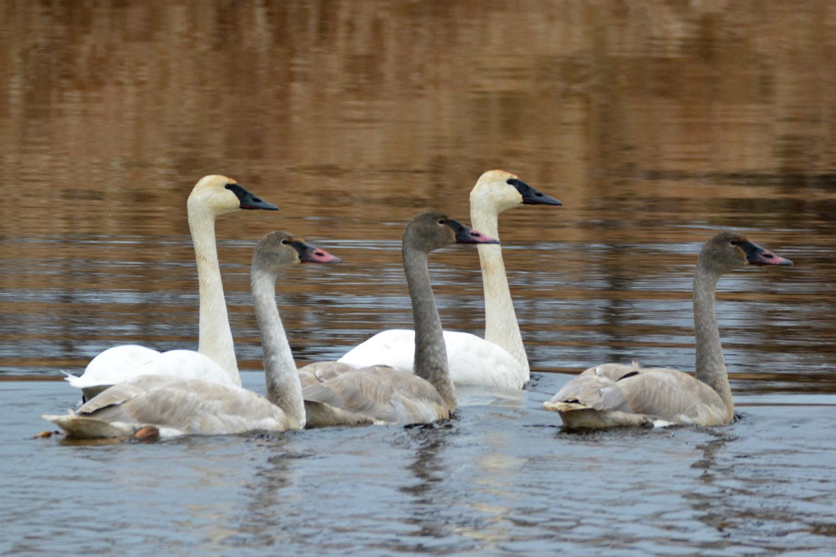 Trumpeter Swan - ML391417181