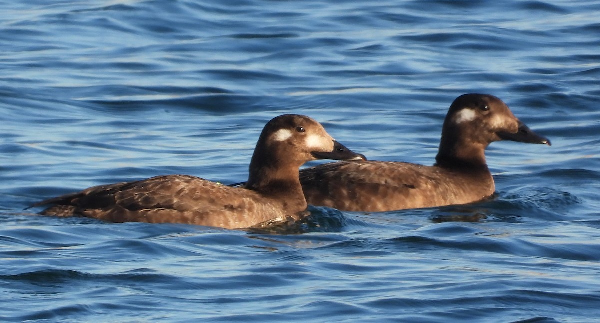 White-winged Scoter - Corey S.