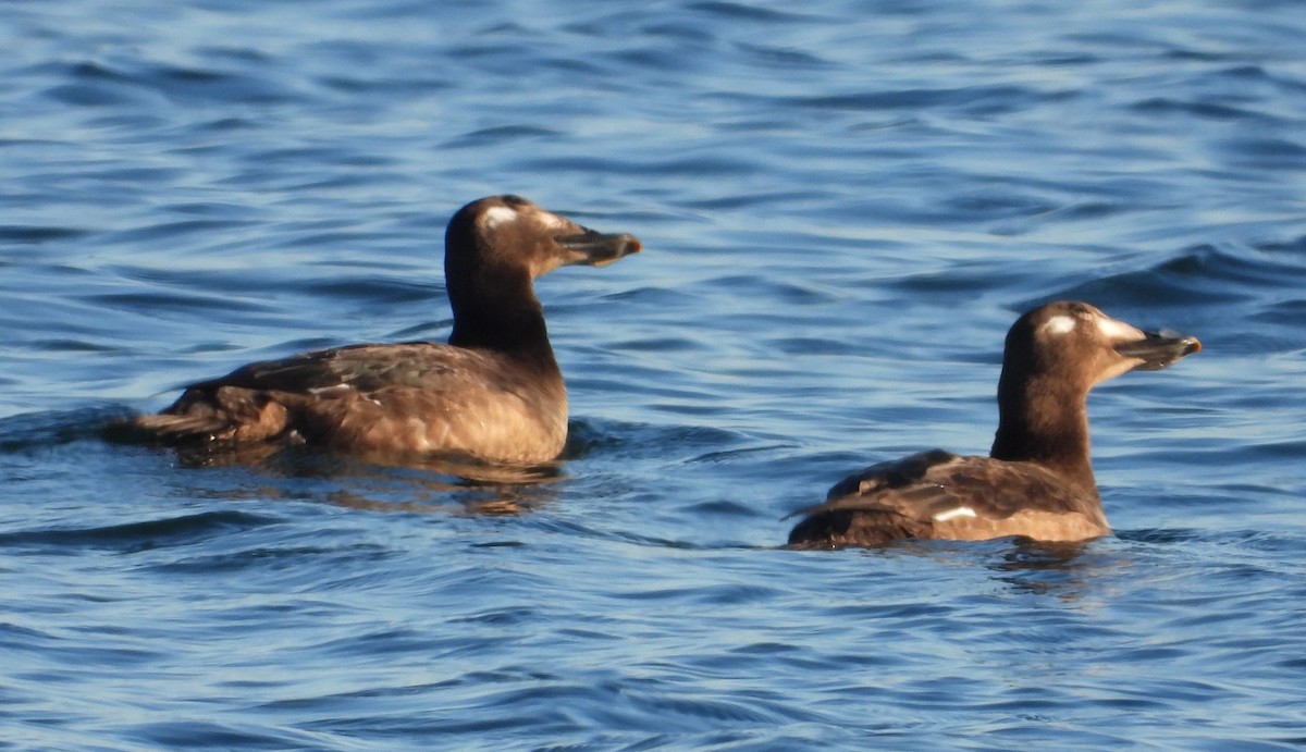 White-winged Scoter - Corey S.