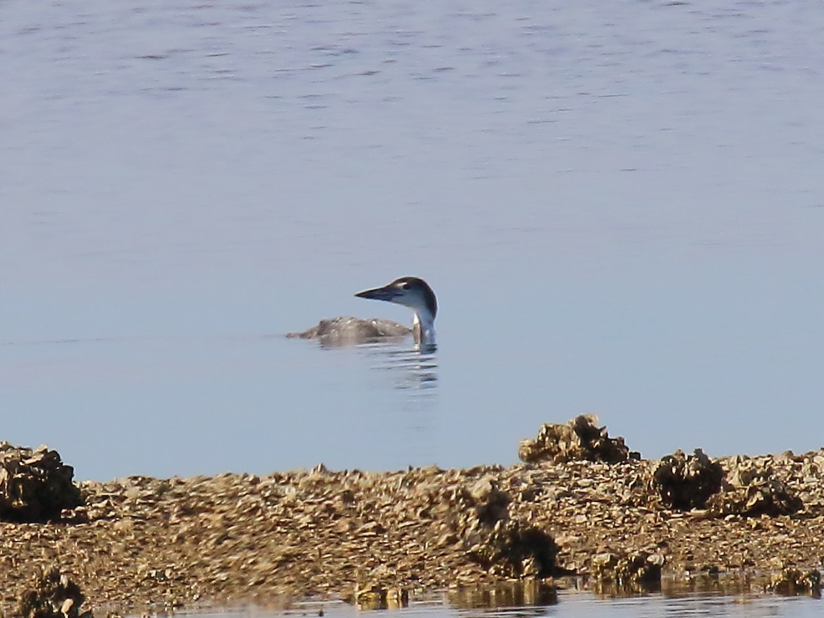 Plongeon huard - ML391419511