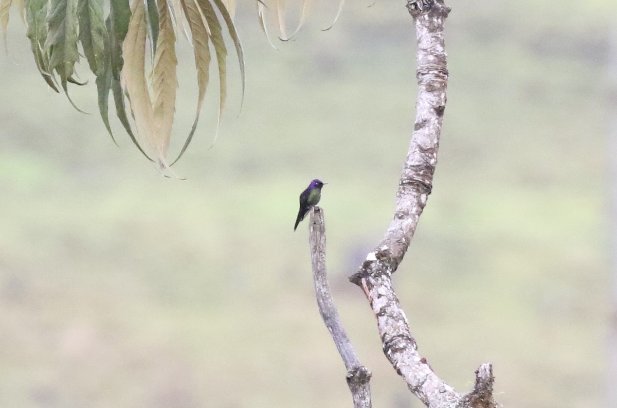 Purple-backed Thornbill - ML391419881