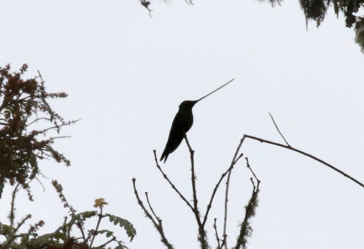 Sword-billed Hummingbird - John Bruin