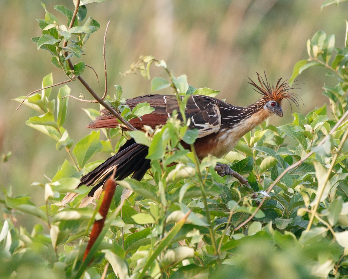 Hoatzin - Silvia Faustino Linhares