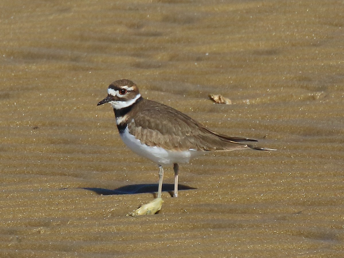 Killdeer - ML391420101