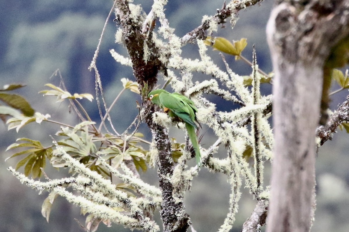 Golden-plumed Parakeet - ML391420121