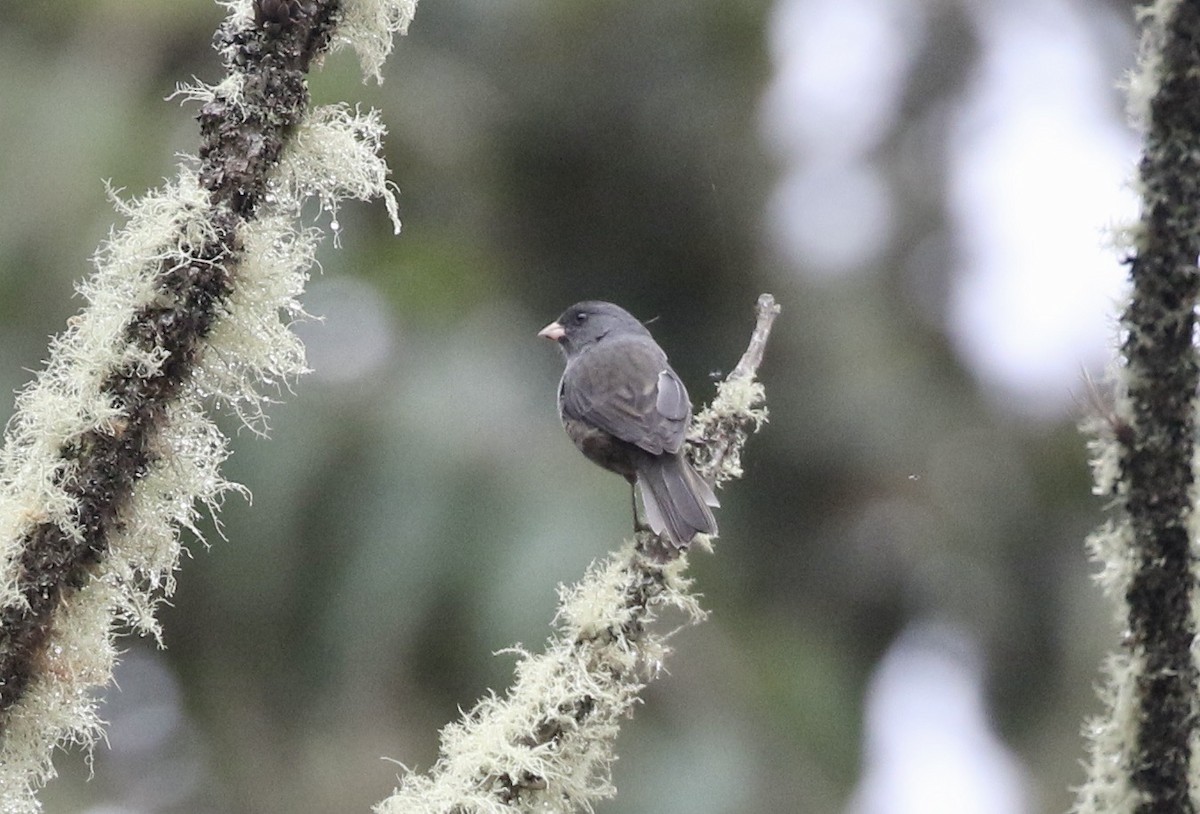 Paramo Seedeater - ML391420231