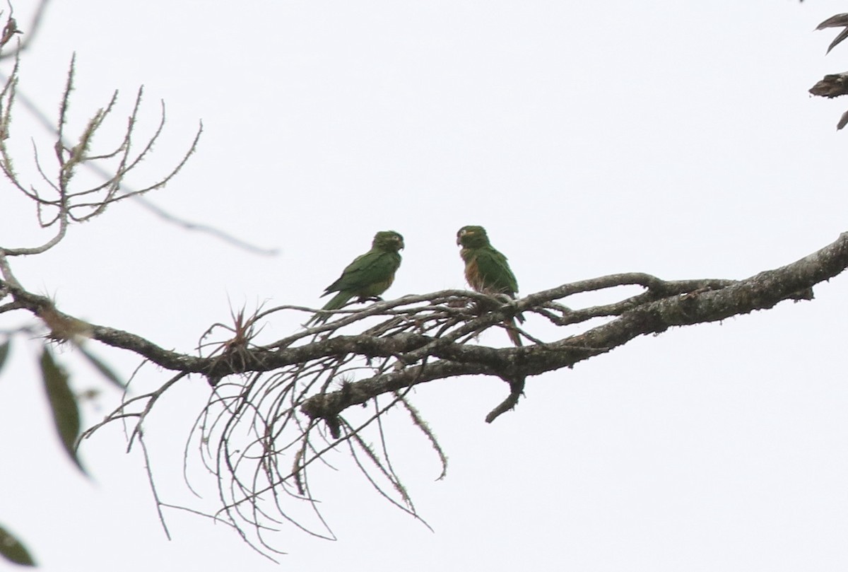 Golden-plumed Parakeet - ML391420371