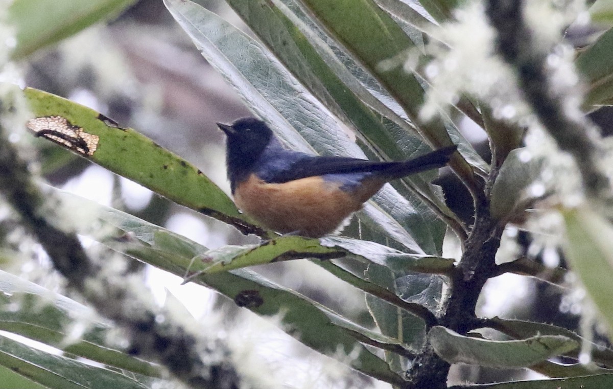 Blue-backed Conebill - ML391420551