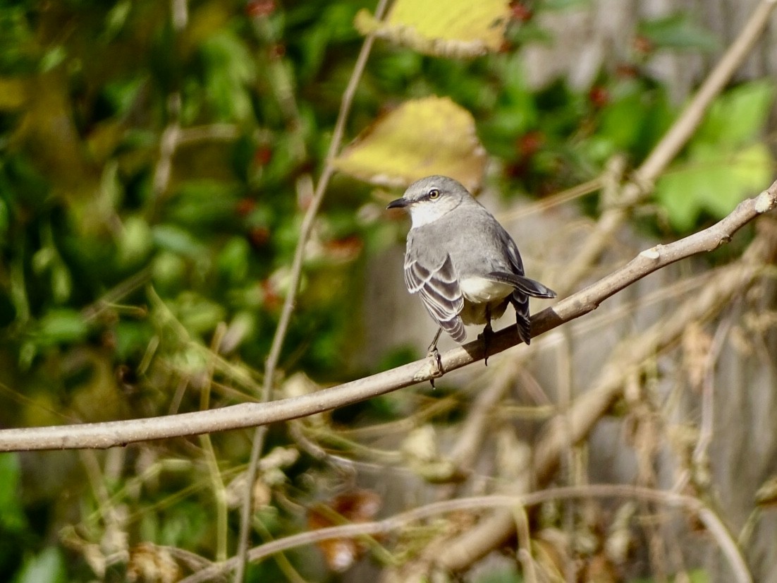 Northern Mockingbird - Janet Wooten