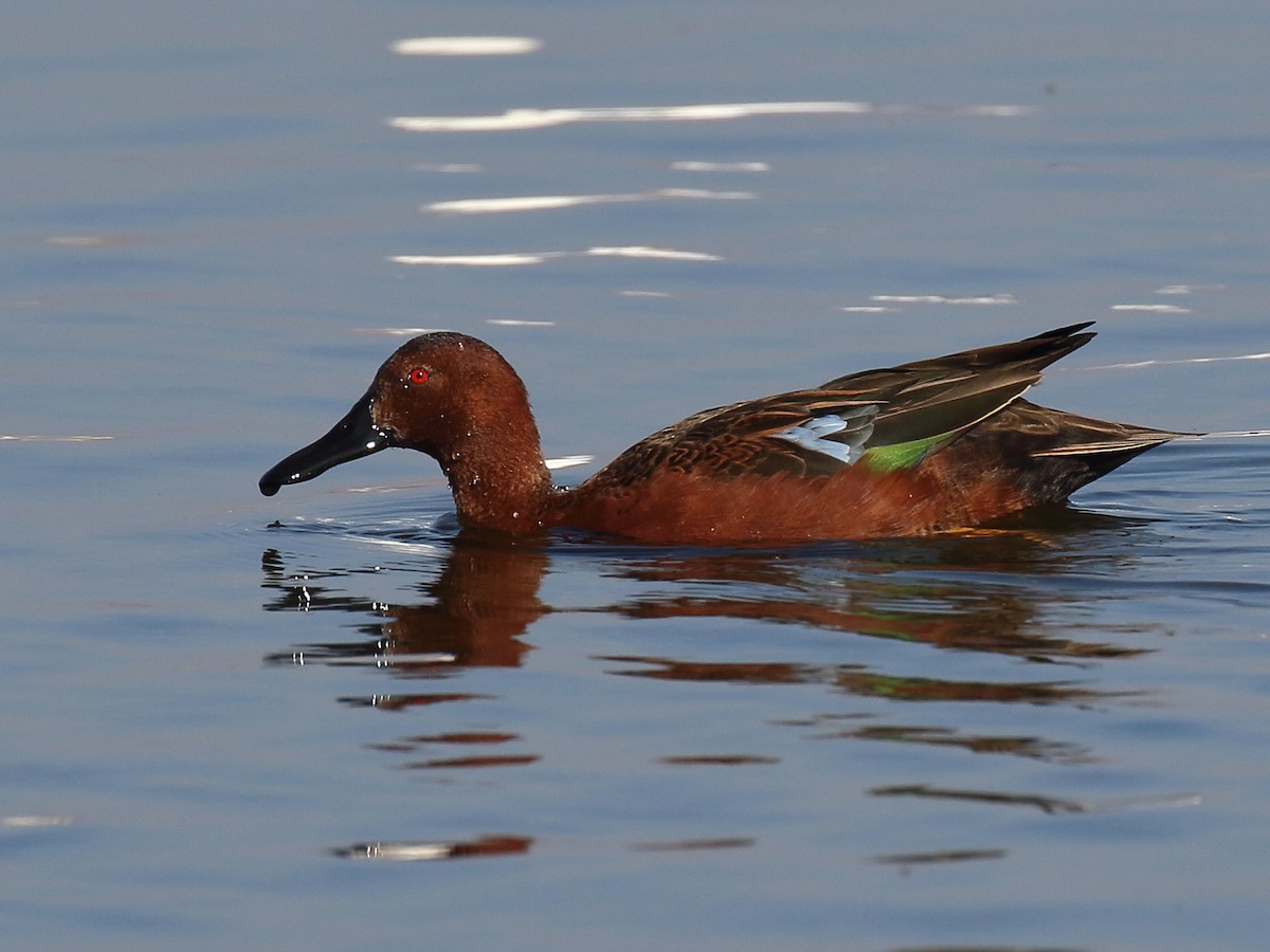 Cinnamon Teal - Michael Mammoser