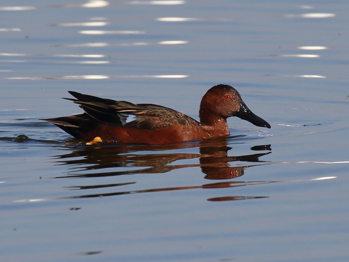 Cinnamon Teal - Michael Mammoser