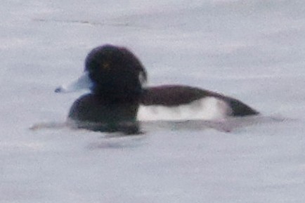 Tufted Duck - ML391424461