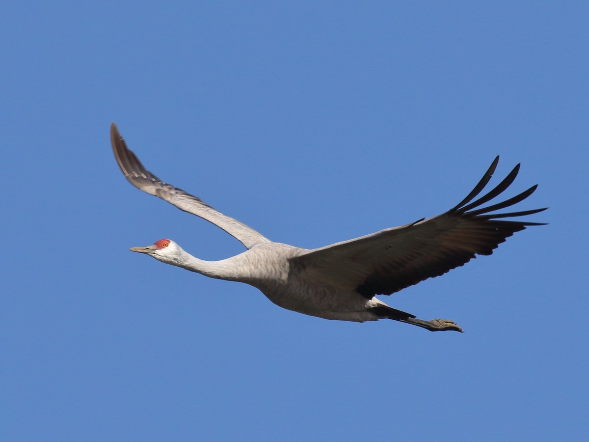 Sandhill Crane - Michael Mammoser