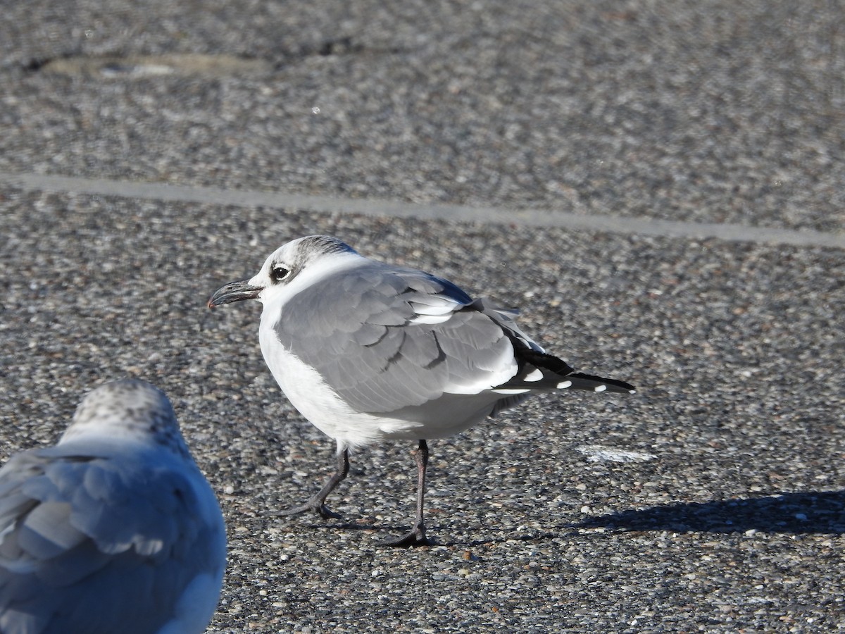 Laughing Gull - ML391425611