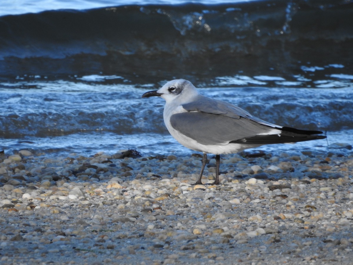 Laughing Gull - ML391425681