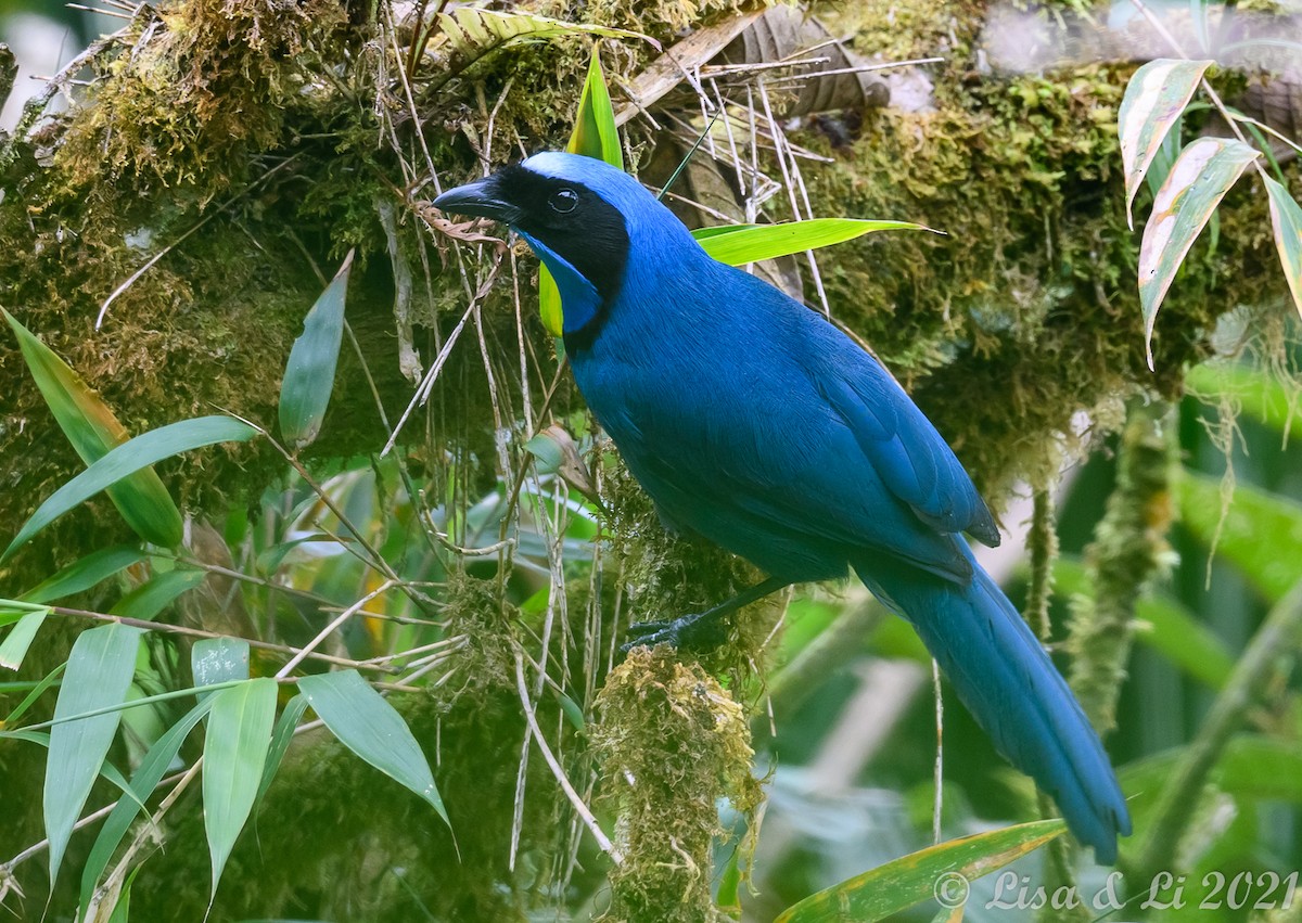 Turquoise Jay - ML391427141