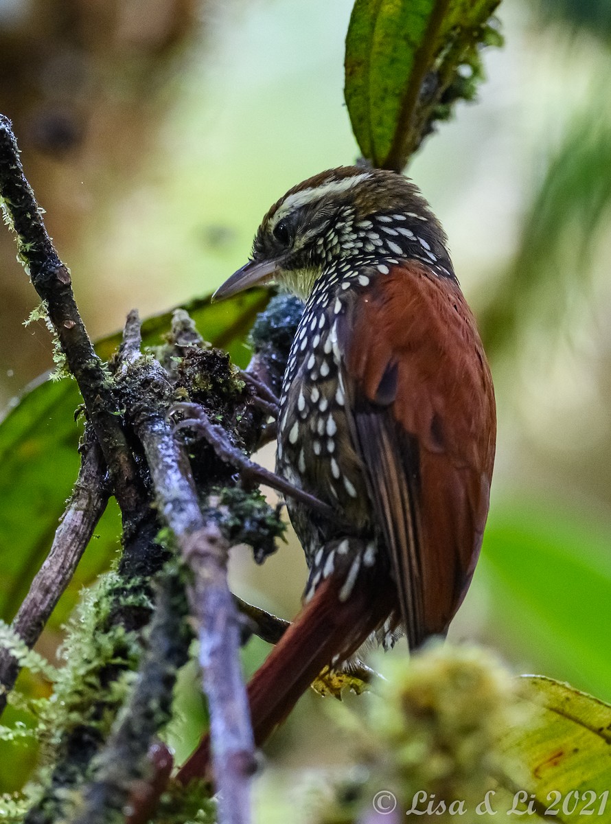 Pearled Treerunner - ML391427481