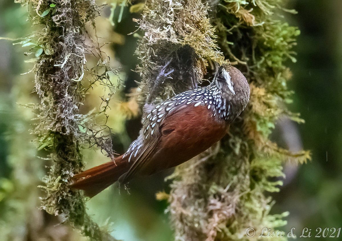 Pearled Treerunner - Lisa & Li Li