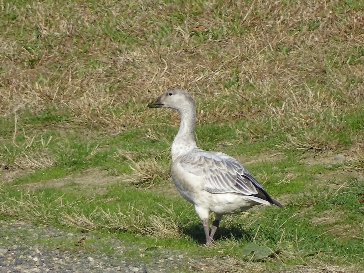 Snow Goose - Mike Scott