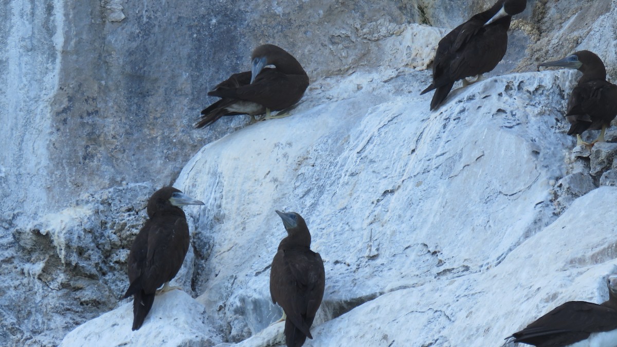 Brown Booby - Jessie Stuebner