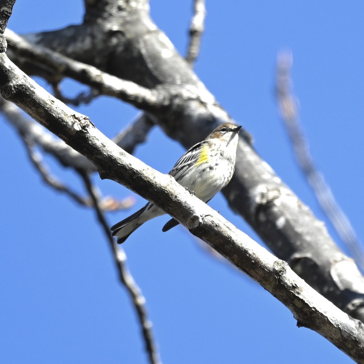 Yellow-rumped Warbler - ML391428691