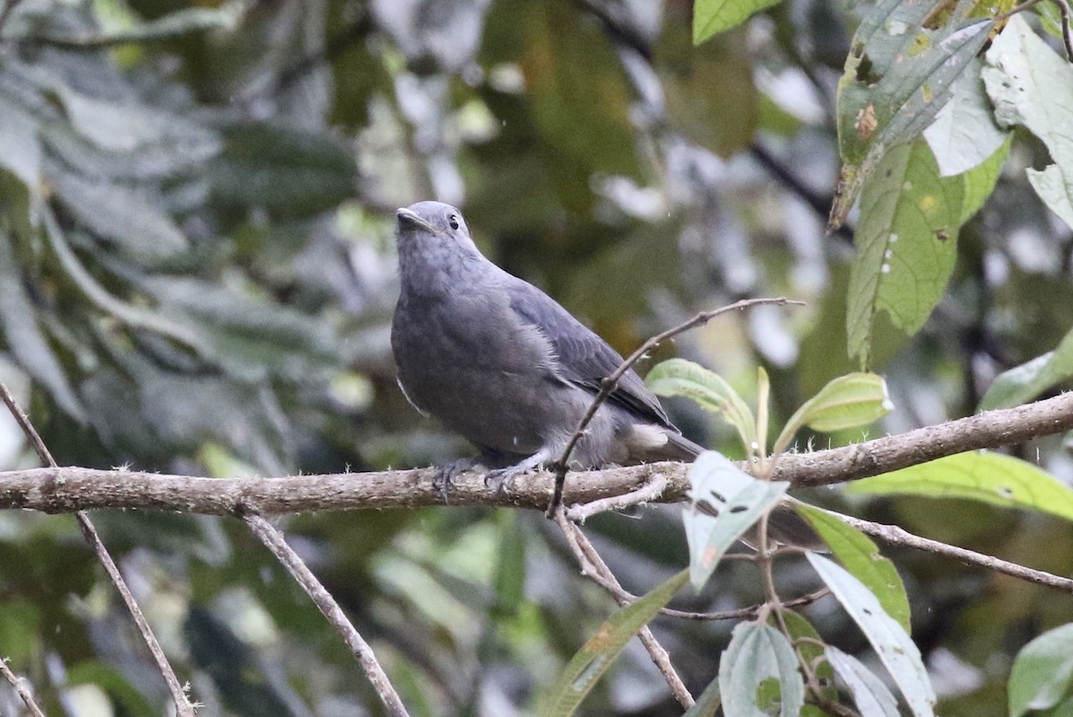 Dusky Piha - ML391428701