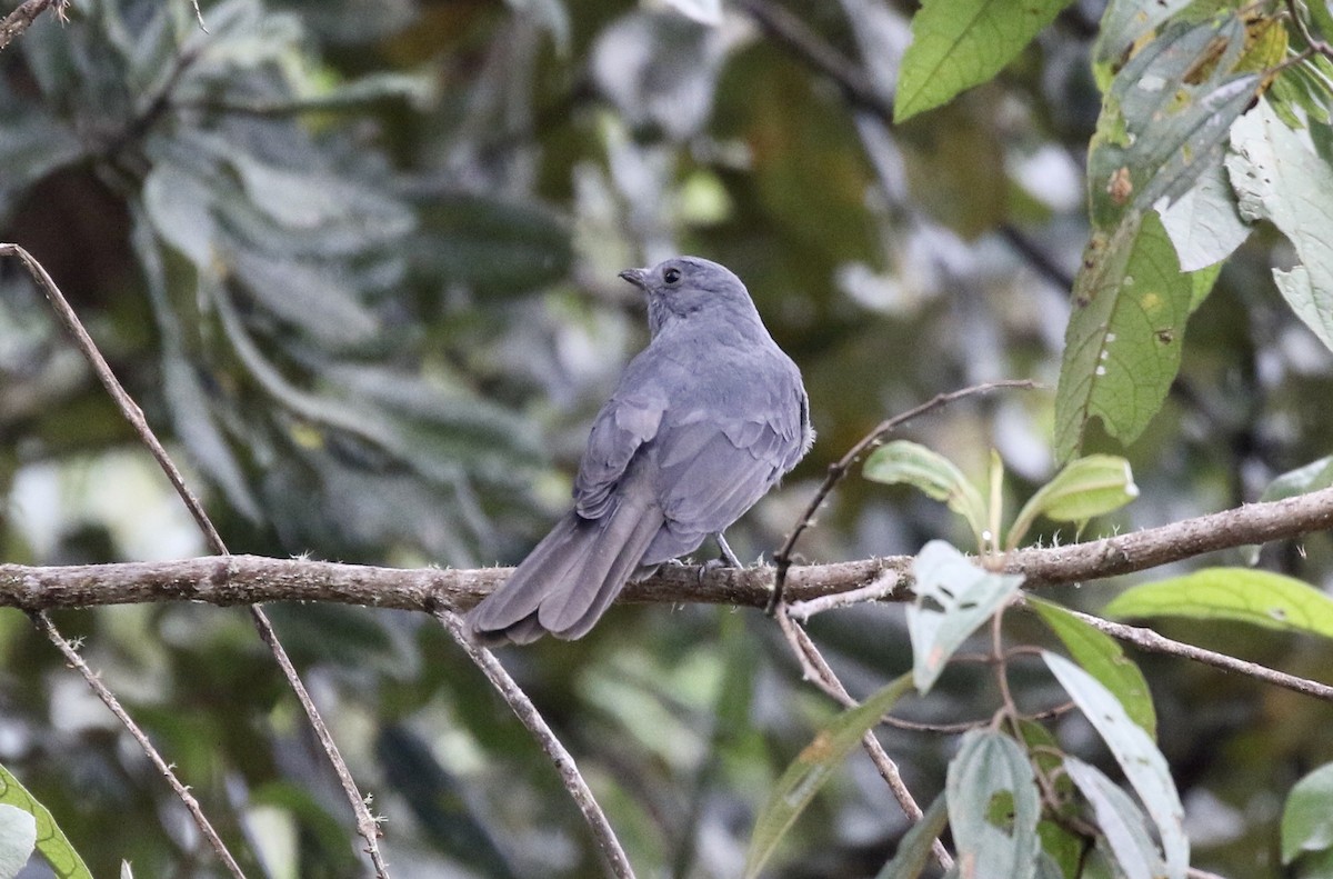 Dusky Piha - ML391428711