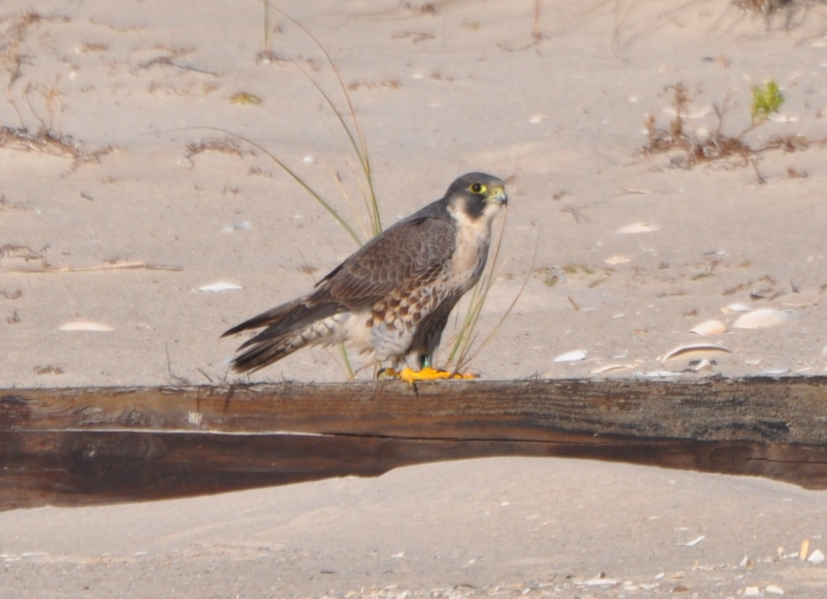 Peregrine Falcon - Tim Healy