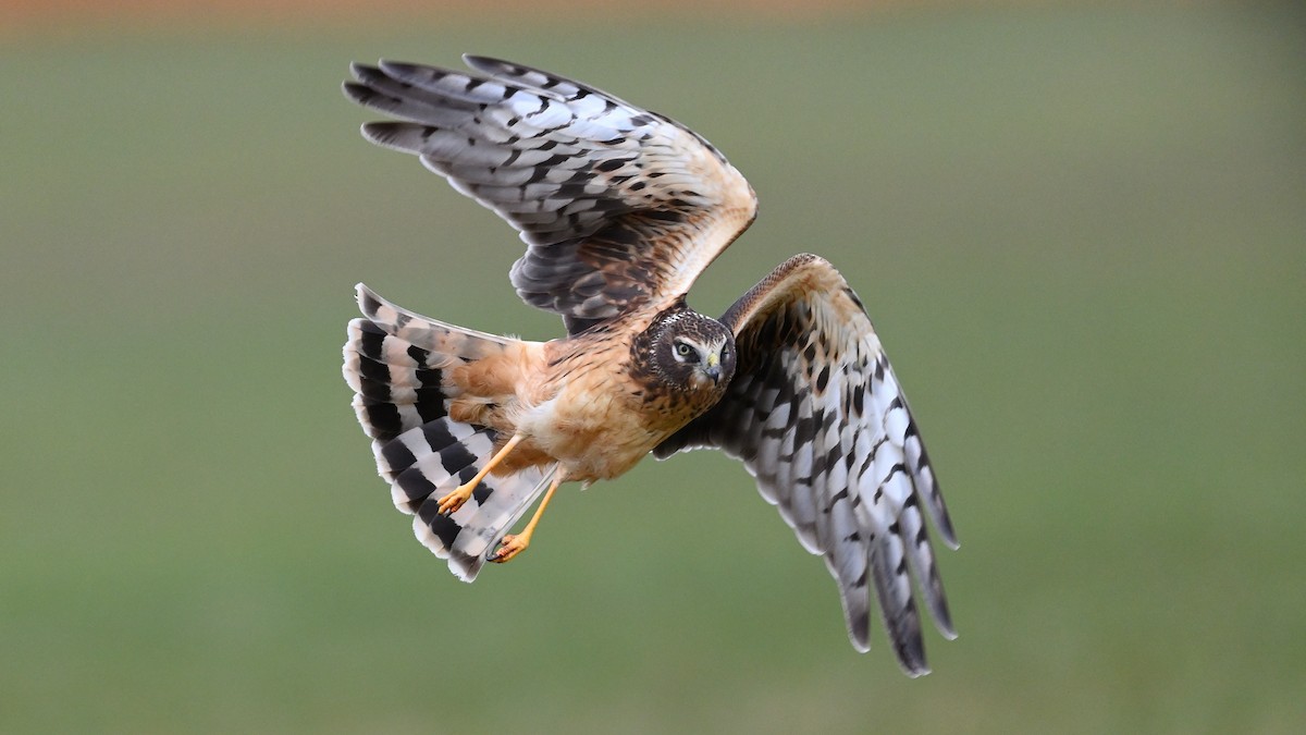 Northern Harrier - ML391430091