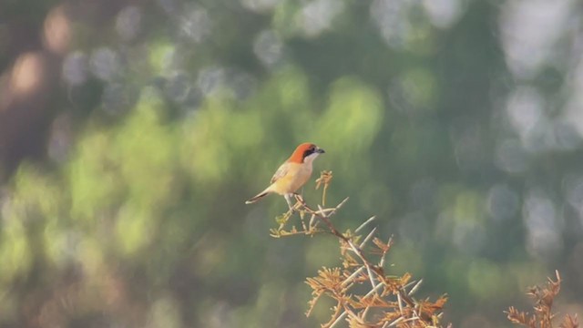 Woodchat Shrike - ML391430721