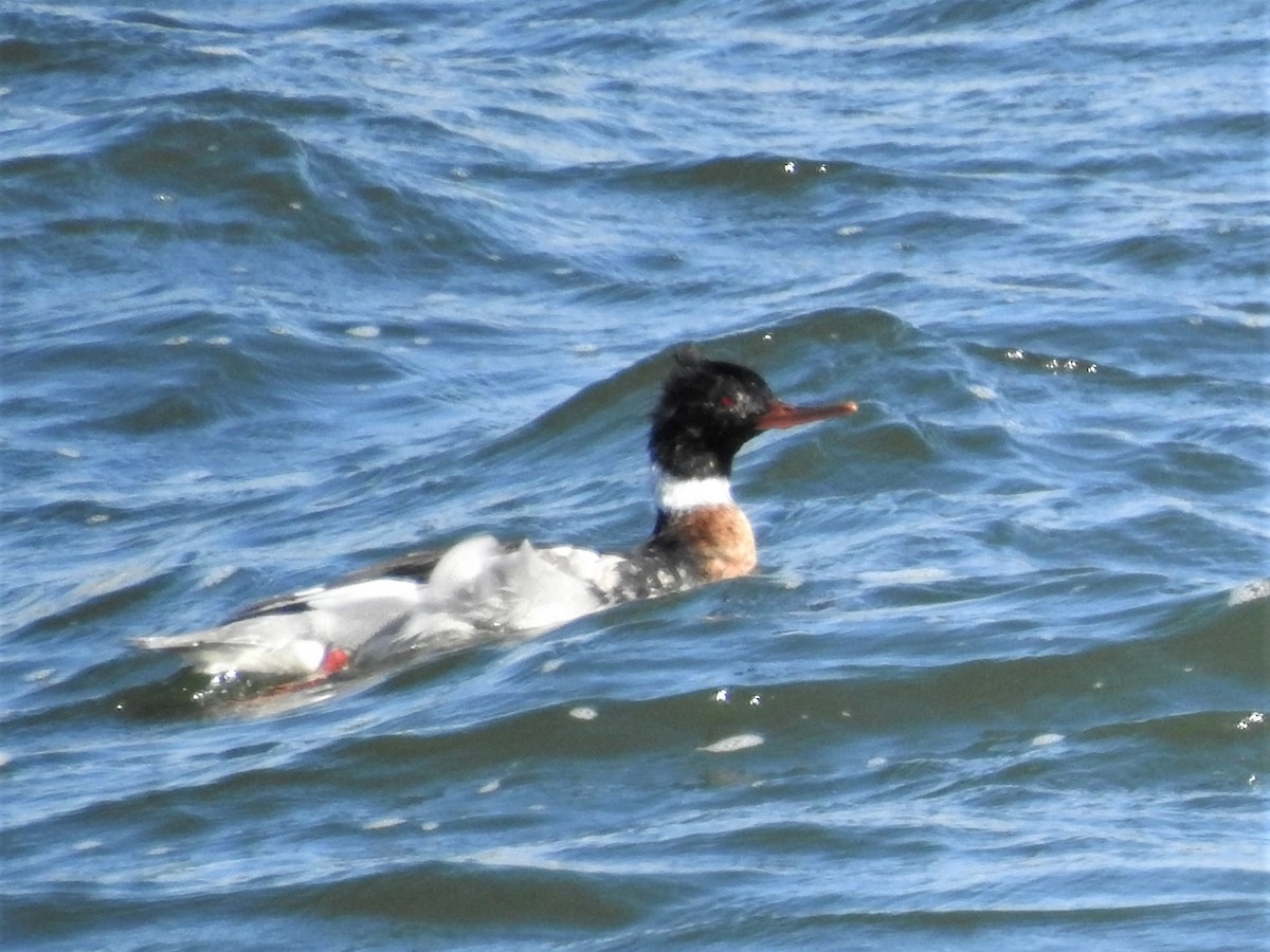 Red-breasted Merganser - ML391430761