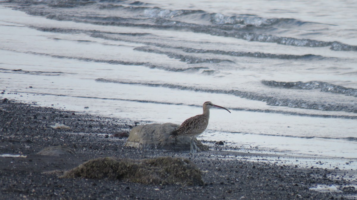 Whimbrel - ML391431261