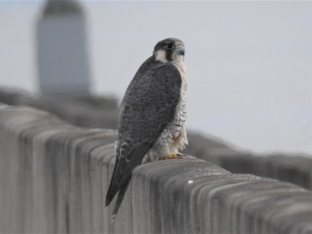 Peregrine Falcon - ML391431341