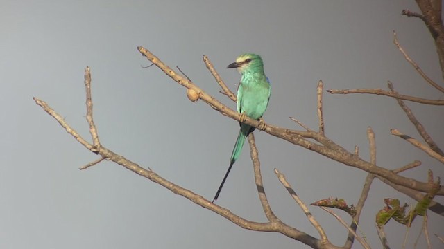 Abyssinian Roller - ML391432561