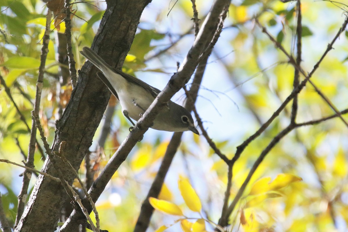 Plumbeous Vireo - ML391432761