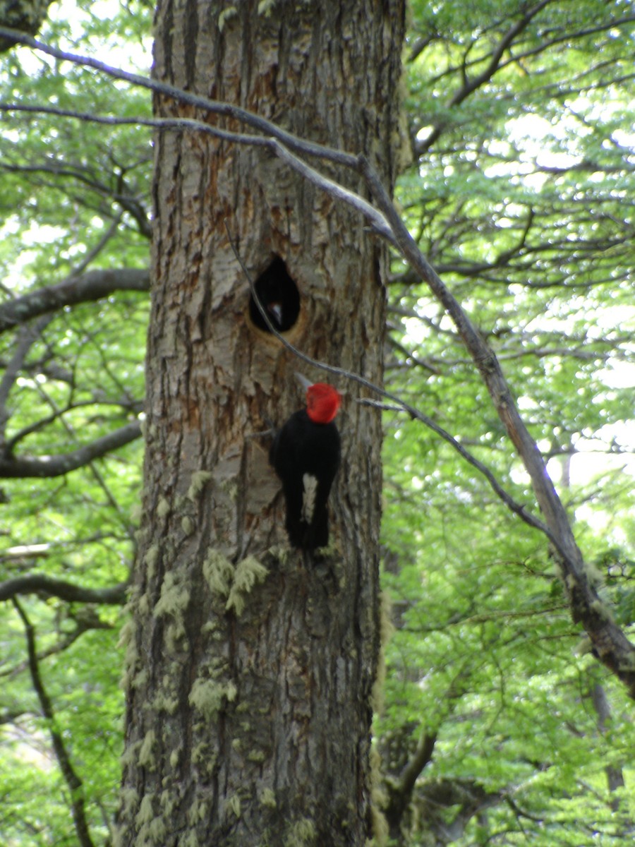 Magellanic Woodpecker - ML391433041