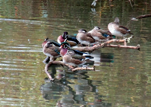 Wood Duck - ML39143561