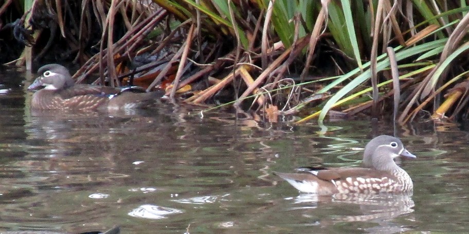 Mandarin Duck - ML39143621