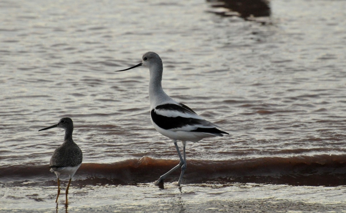 American Avocet - ML391436211