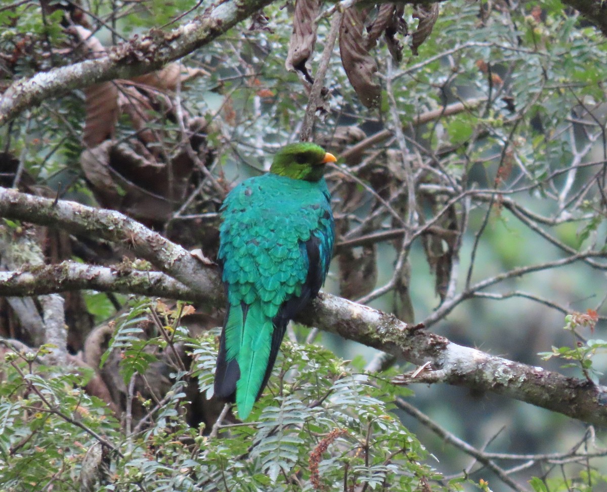 Golden-headed Quetzal - ML391437161